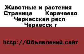  Животные и растения - Страница 17 . Карачаево-Черкесская респ.,Черкесск г.